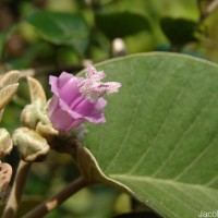 Argyreia osyrensis (Roth) Choisy